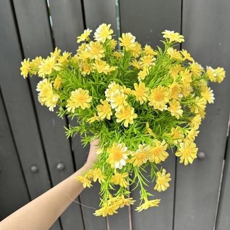 Cành Điểm Cúc Tana Cao Cấp - Sỉ Phụ Kiện Hoa Cành Điểm Cúc Tana Cao Cấp - Ảnh 2